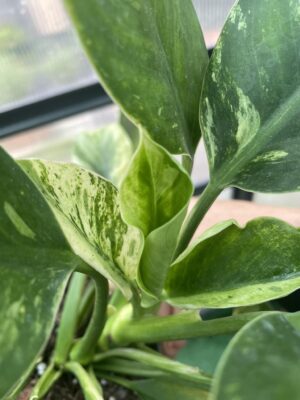 Philodendron Green Princess Variegata