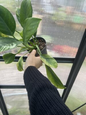 Philodendron Green Princess Variegata