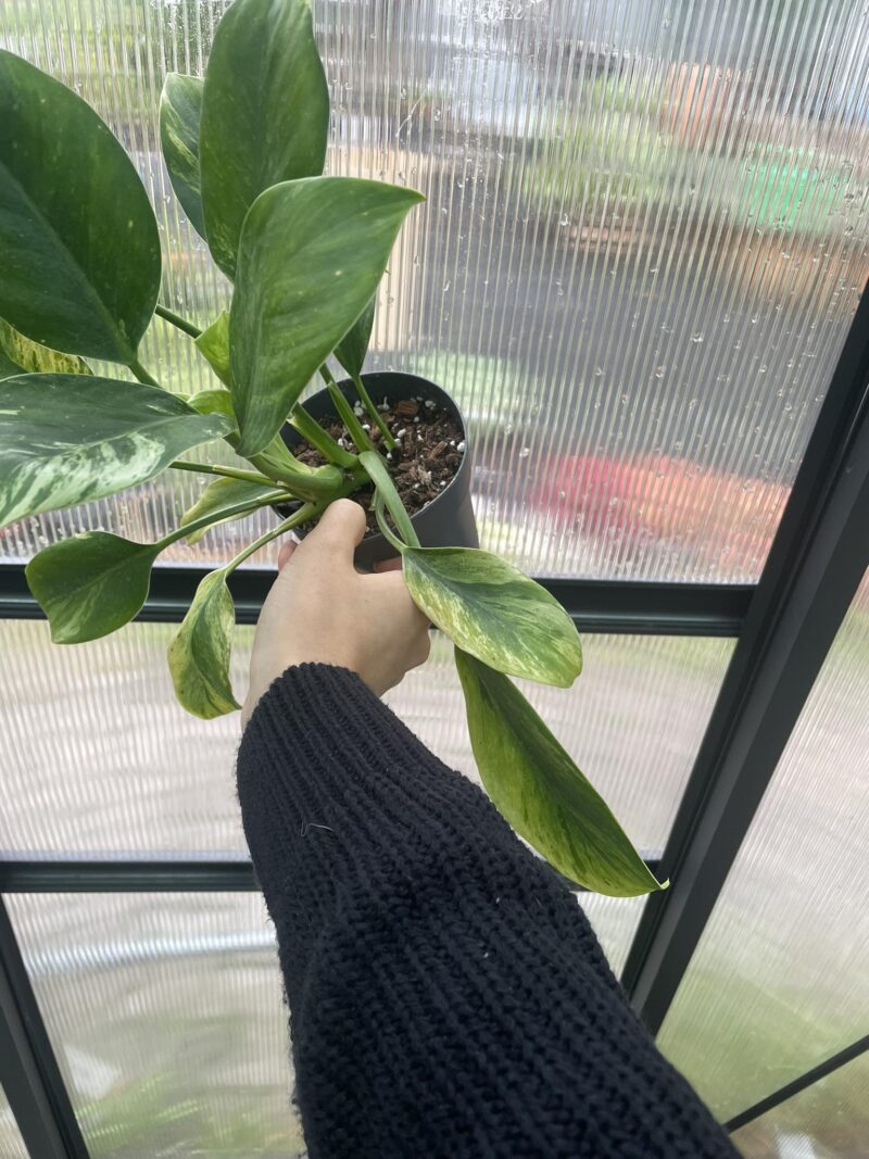 Philodendron Green Princess Variegata