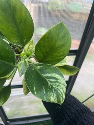 Philodendron Green Princess Variegata