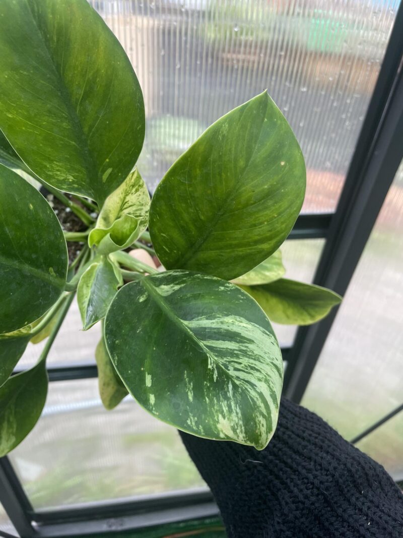 Philodendron Green Princess Variegata