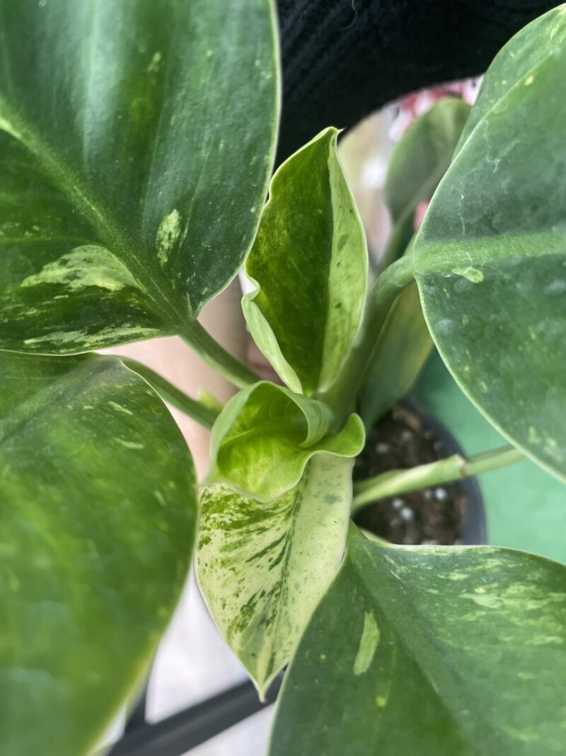 Philodendron Green Princess Variegata