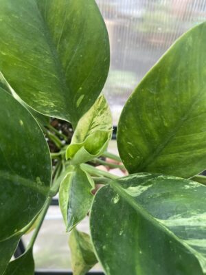 Philodendron Green Princess Variegata