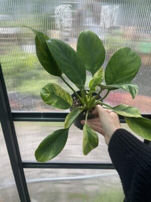 Philodendron Green Princess Variegata