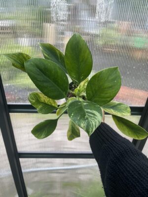 Philodendron Green Princess Variegata