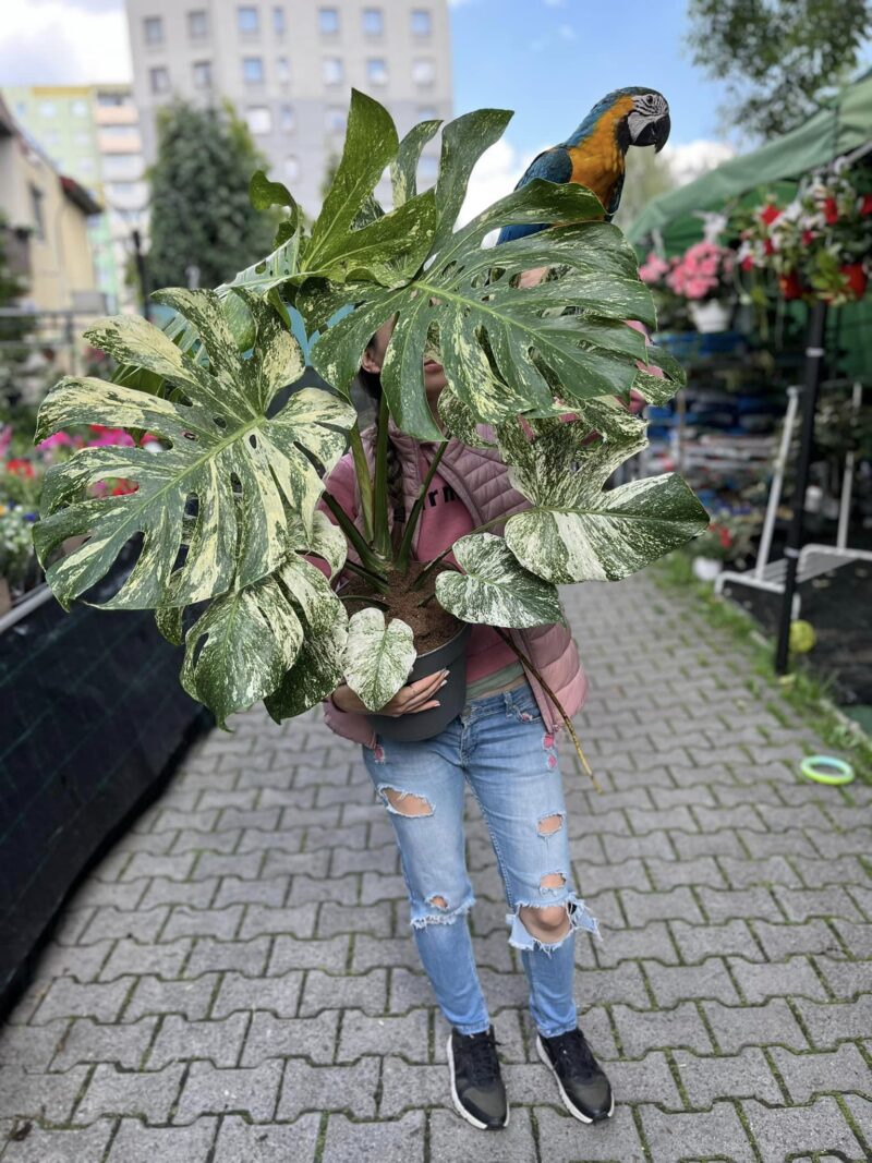 Monstera Deliciosa Mint