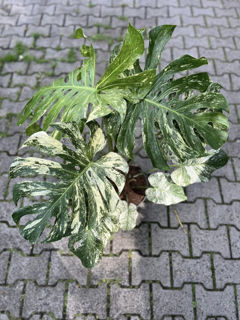 Monstera Deliciosa Mint