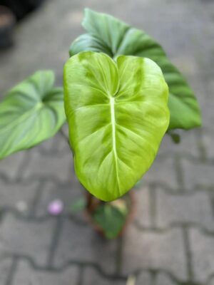 Philodendron SP Colombia