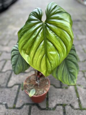 Philodendron SP Colombia