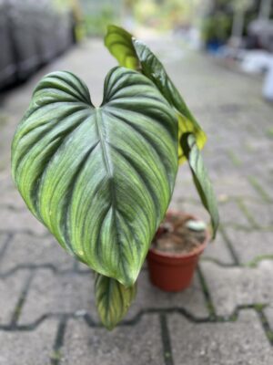 Philodendron SP Colombia