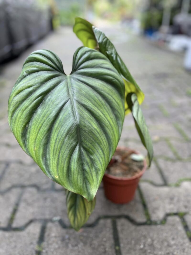 Philodendron SP Colombia