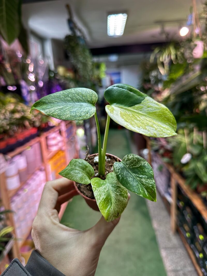 Monstera Deliciosa Mint