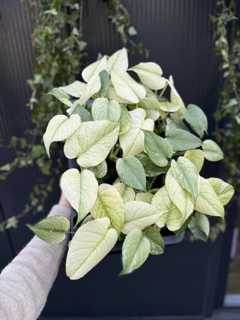 Monstera Deliciosa Mint