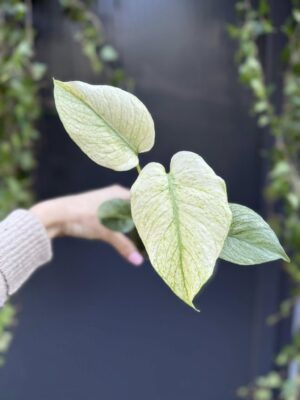 Monstera Deliciosa Mint