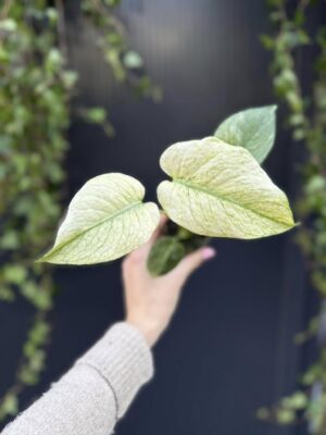 Monstera Deliciosa Mint