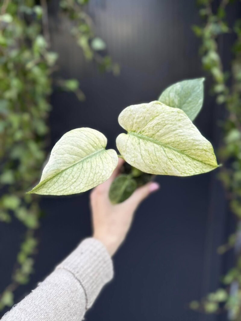 Monstera Deliciosa Mint