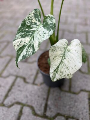 Monstera Deliciosa Mint