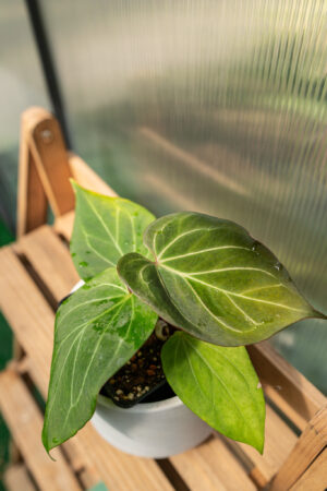 Anthurium HU ( King of Spades)