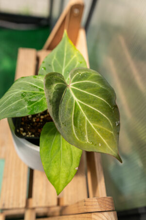 Anthurium HU ( King of Spades)