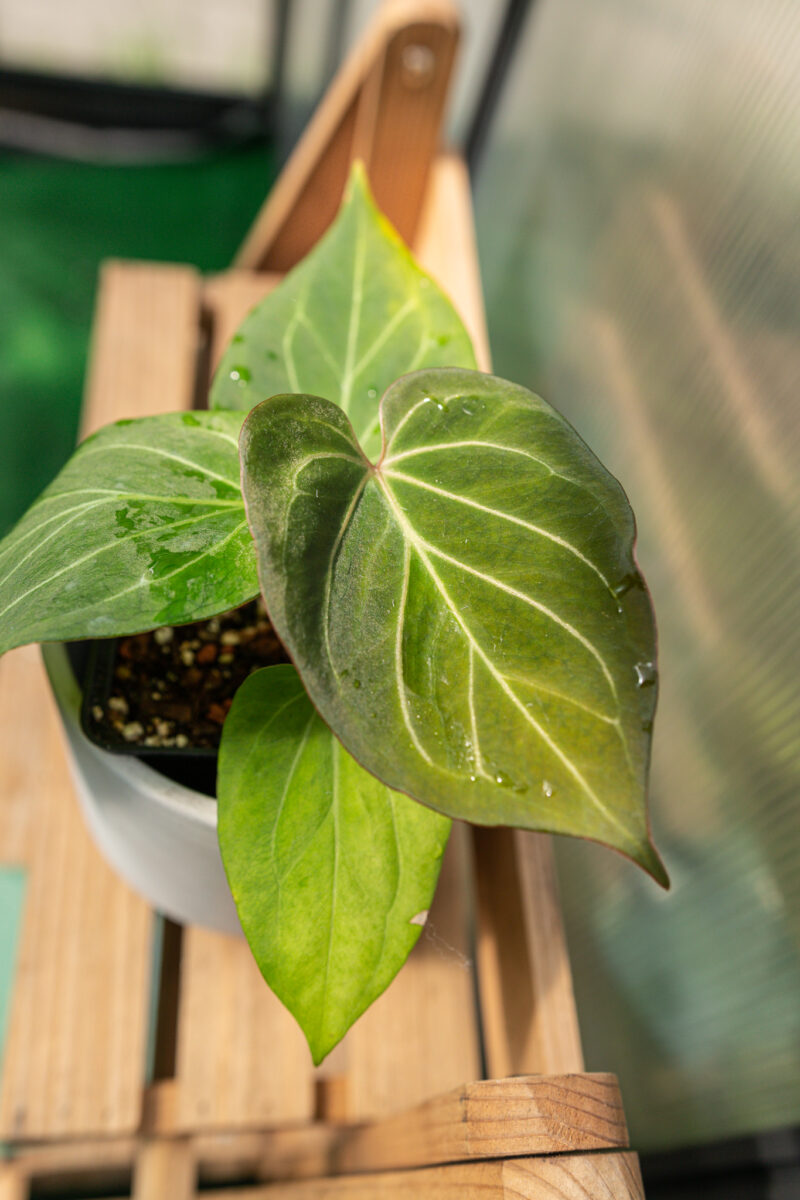 Anthurium HU ( King of Spades)