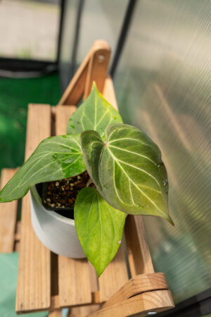 Anthurium HU ( King of Spades)