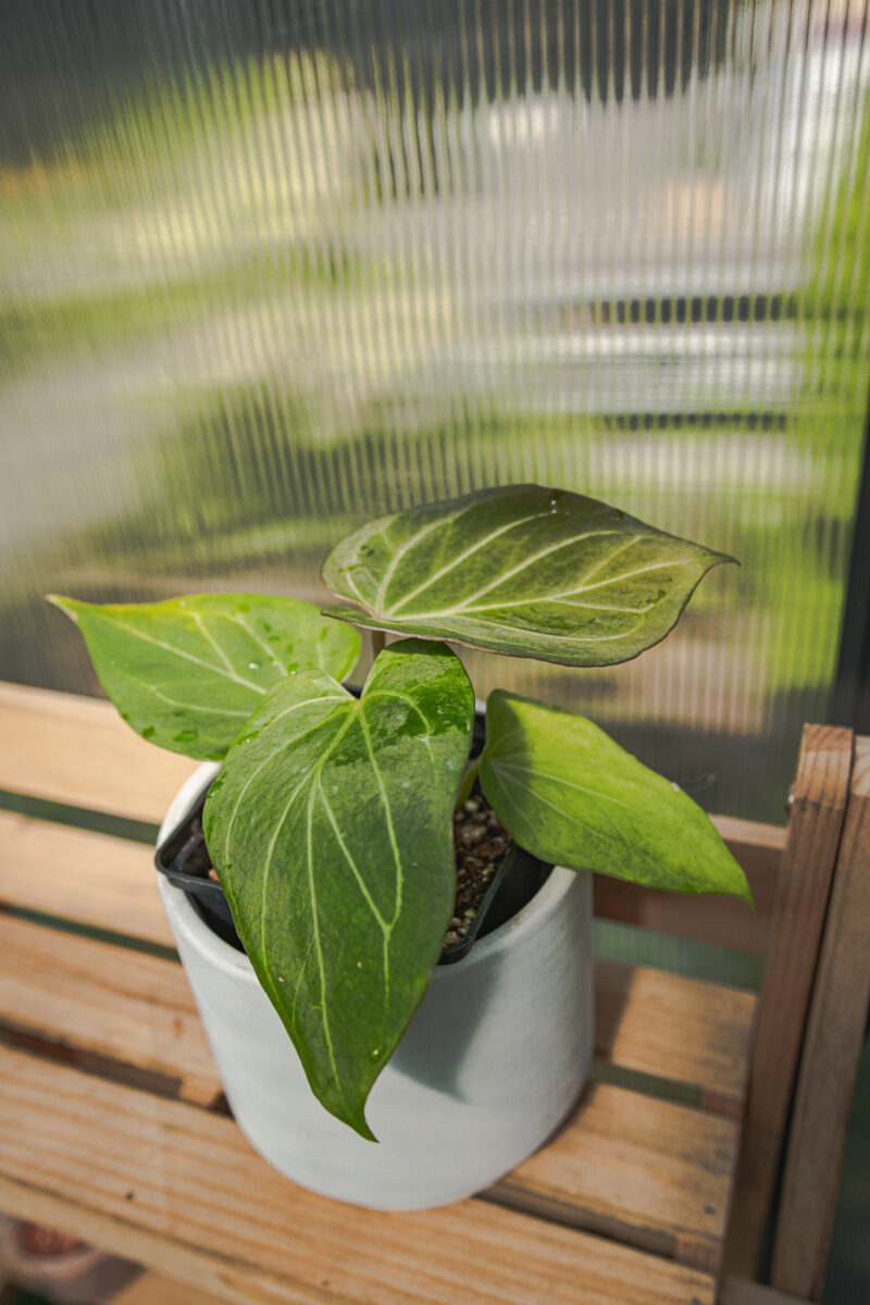 Anthurium HU ( King of Spades)