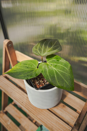 Anthurium HU ( King of Spades)