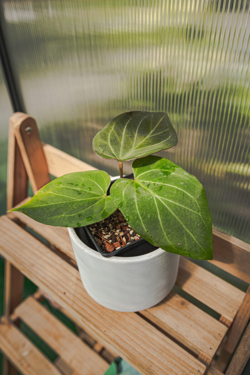 Anthurium HU ( King of Spades)