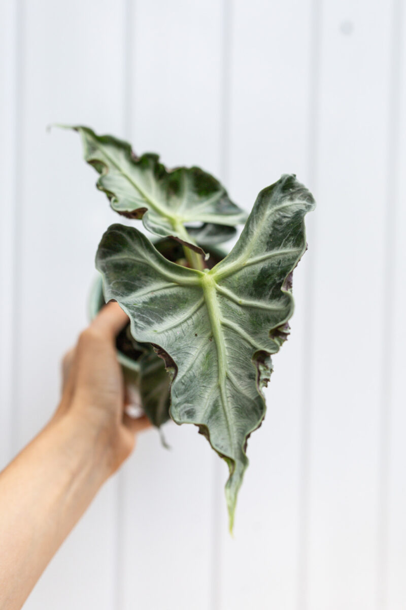 Alocasia Loco
