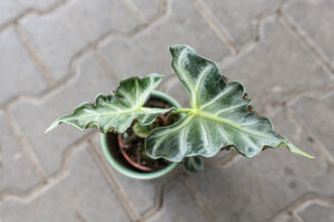 Alocasia Loco