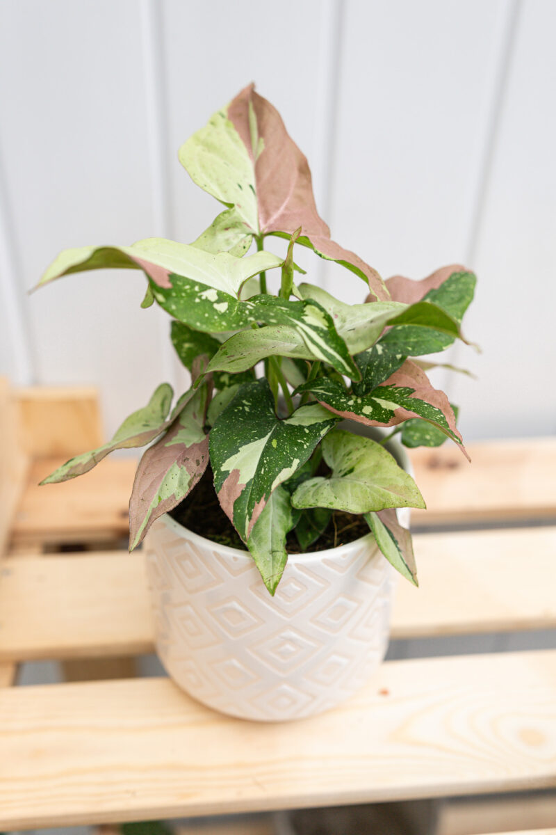 Syngonium Red Spot Tricolor