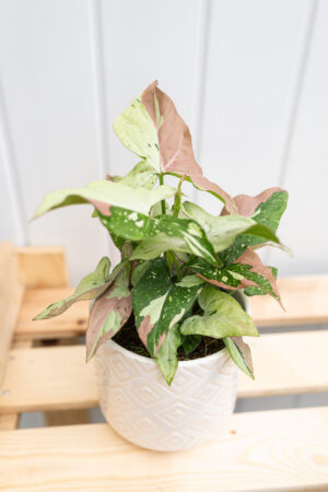 Syngonium Red Spot Tricolor