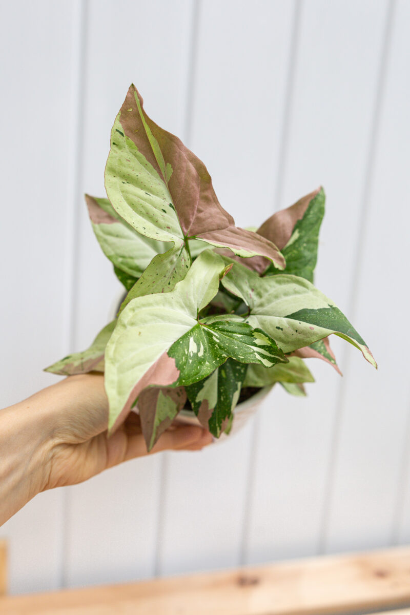Syngonium Red Spot Tricolor