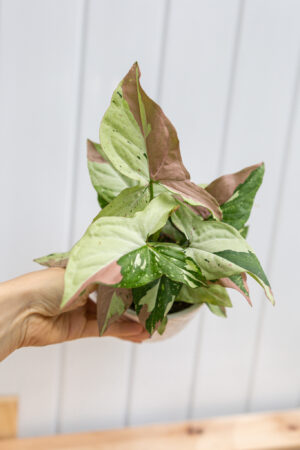 Syngonium Red Spot Tricolor