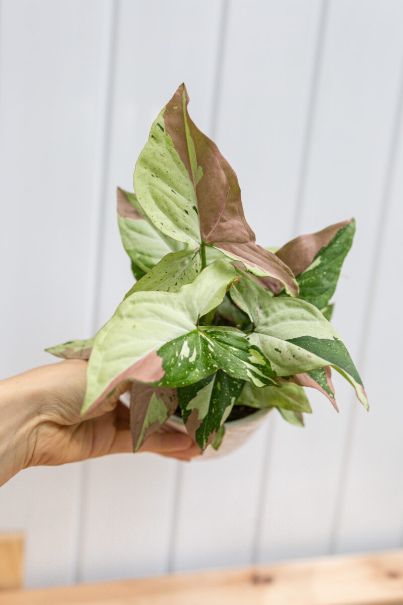 Syngonium Red Spot Tricolor
