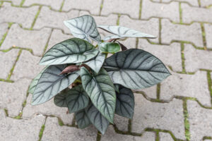 Alocasia Red Grey