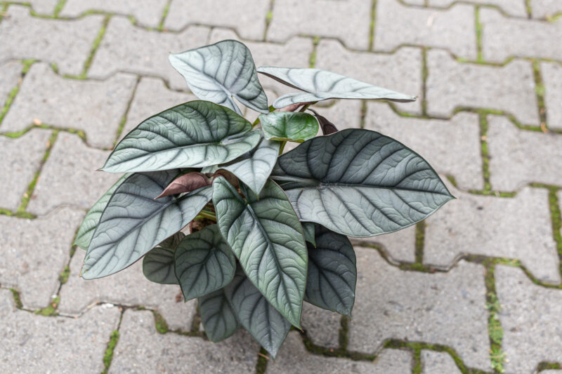 Alocasia Red Grey