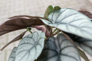 Alocasia Red Grey