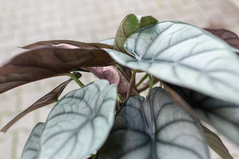 Alocasia Red Grey