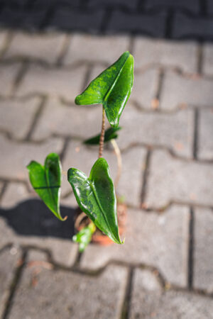 Alocasia Zebrina Variegata
