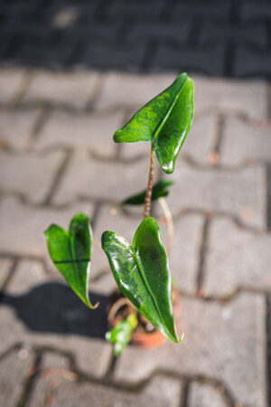Alocasia Zebrina Variegata