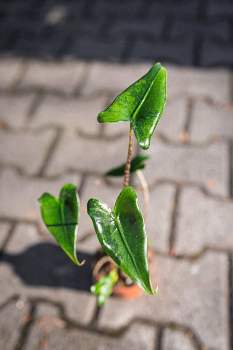 Alocasia Zebrina Variegata