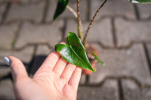 Alocasia Zebrina Variegata