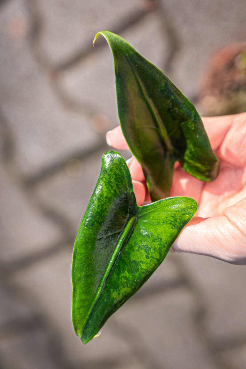 Alocasia Zebrina Variegata