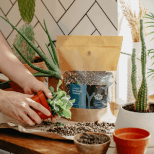 Podłoże Do Sukulentów i Kaktusów, Bigos, Ziemia Urban Jungle