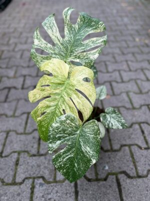 Monstera Deliciosa Mint