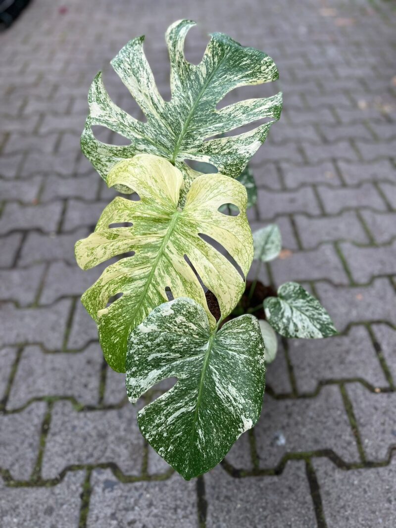 Monstera Deliciosa Mint