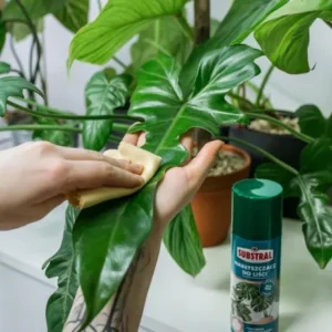 SUBSTRAL Nabłyszczacz do liści