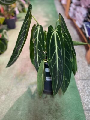 Anthurium Warocqueanum