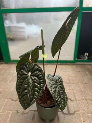 Anthurium Luxurians